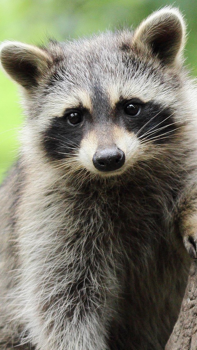 Un raton comme animal de compagnie? Pas si vite… | En bref | Radio-Canada