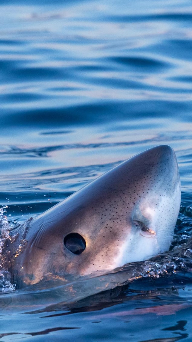 Un requin qui sort son museau de l'eau.