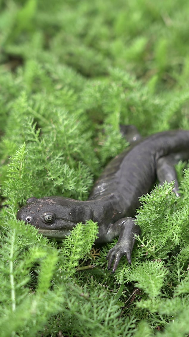 Une salamandre tigrée