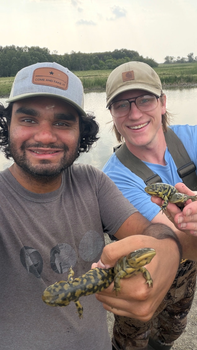 2 scientifiques qui tiennent des salamandres.