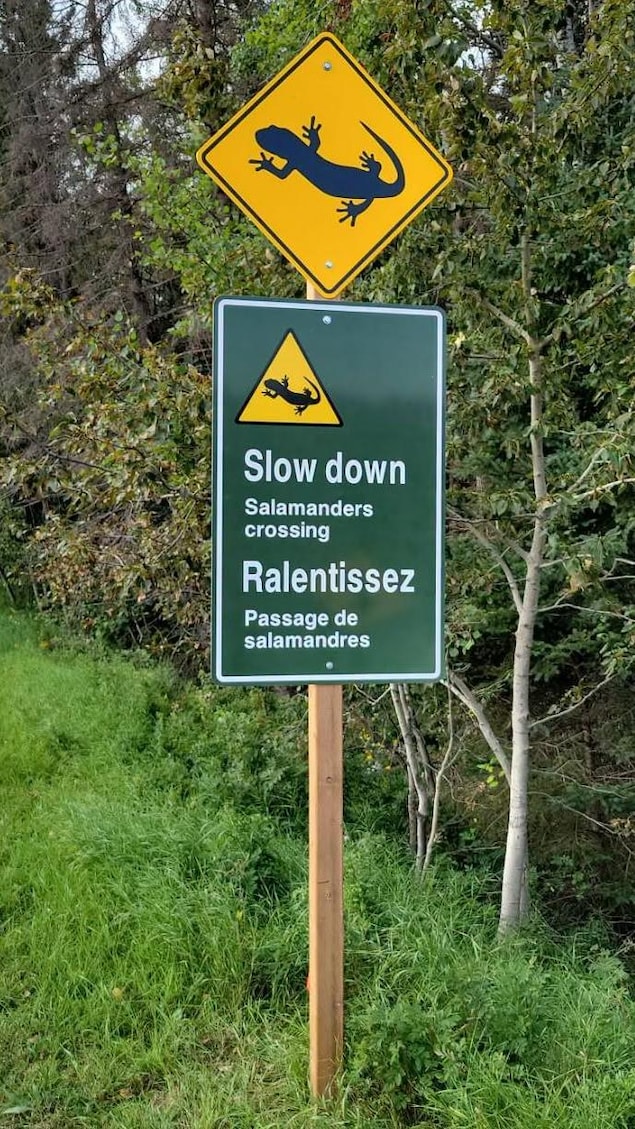 Un panneau indique aux automobilistes de ralentir pour le passage de salamandres.