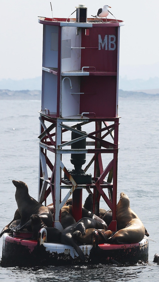 Une bouée marine en Californie sur laquelle se reposent des otaries.