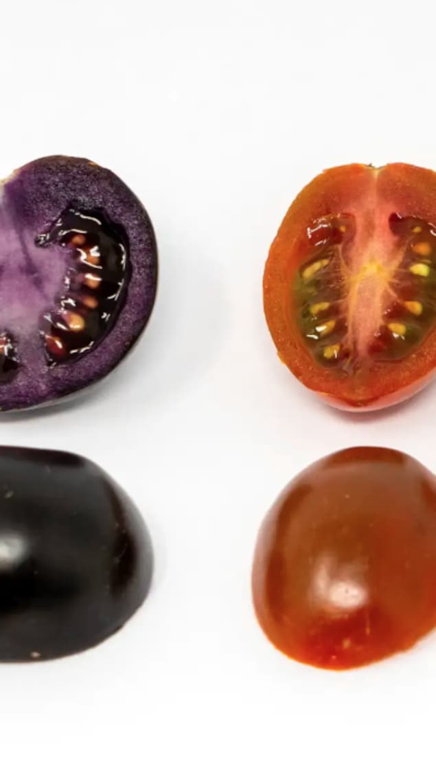 Trois tomates de différentes couleurs, de mauve à rouge clair, coupées en deux sur un fond blanc.