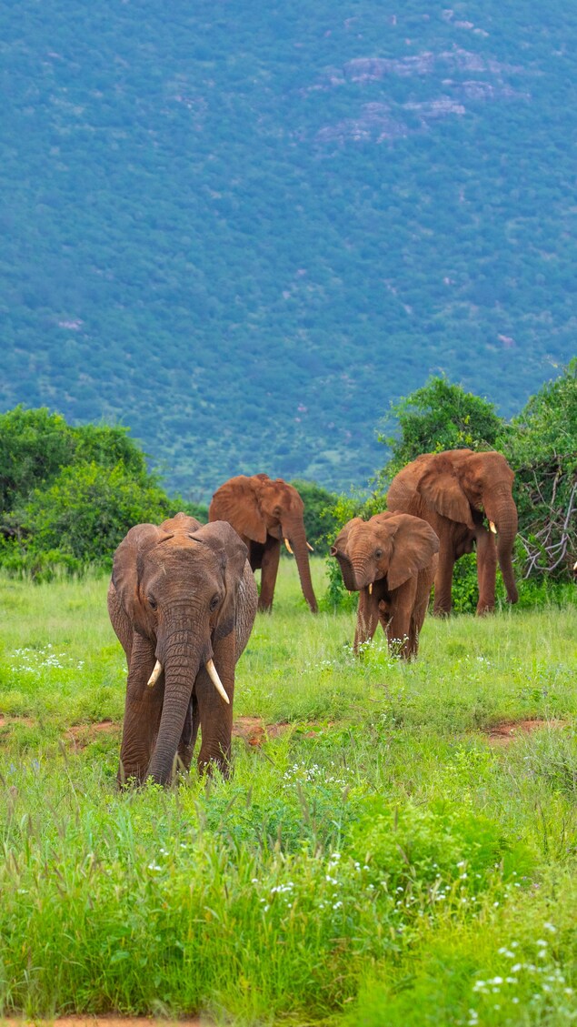 Les éléphants aussi se donnent des noms