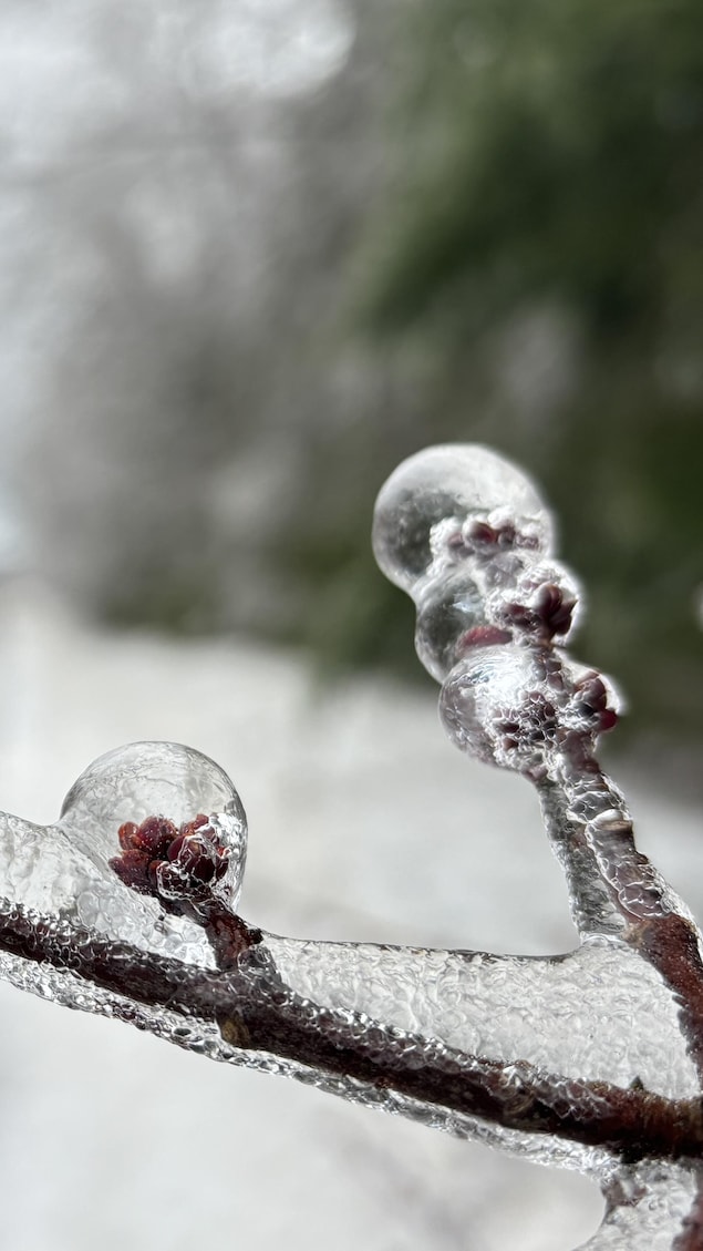 De la glace recouvre une branche.