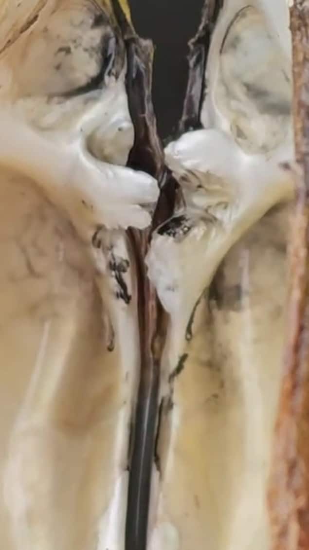 Une dent de l'obovarie olivâtre, une moule d'eau douce.