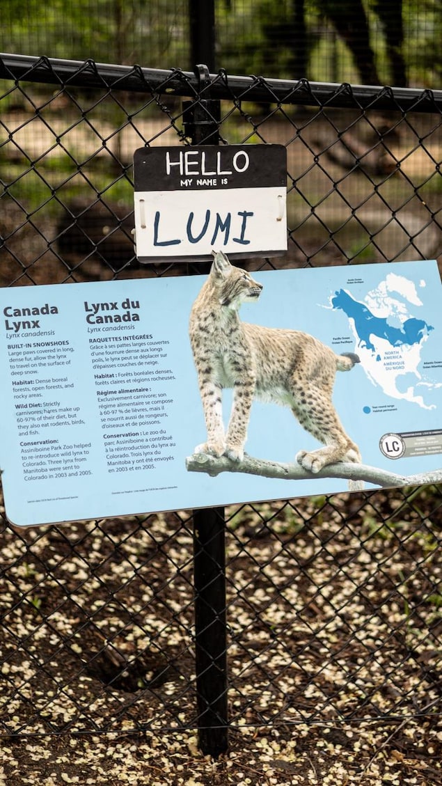 L'affiche qui indique l'enclos d'un lynx.
