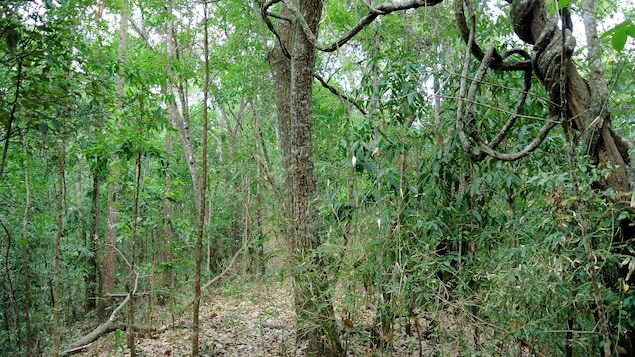 Forêt subtropicale
