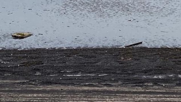 Des copeaux de bois s’accumulent sur la plage de Forestville