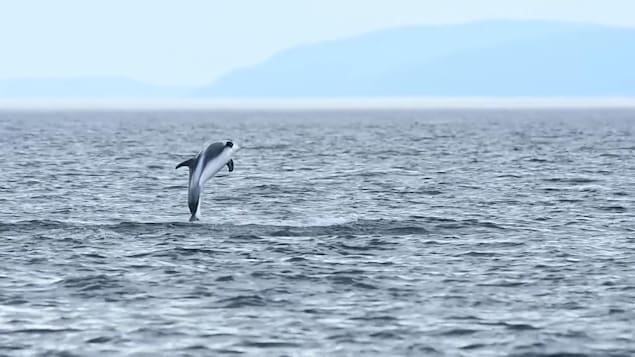 Le photographe animalier Renaud Pintiaux a eu la chance d'observer une dizaine de dauphins à nez blanc au large de Tadoussac le 25 août.