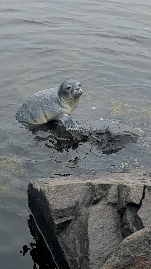 Samedi, un bébé phoque commun a été aperçu dans l'enrochement de la baie de Sept-Îles, à proximité de la tente jaune. 