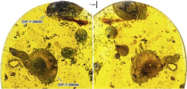 Des escargots conservés dans l'ambre. Des escargots conservés dans l'ambre.