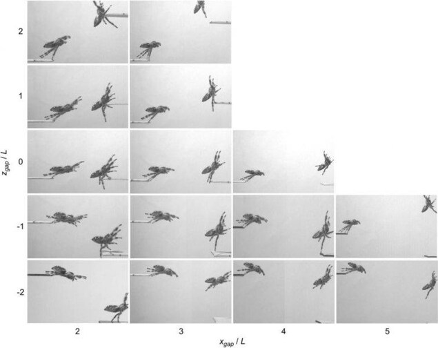 Comparaison visuelle du comportement du corps et de la disposition des pattes au début et à la fin des sauts. Comparaison visuelle du comportement du corps et de la disposition des pattes au début et à la fin des sauts.