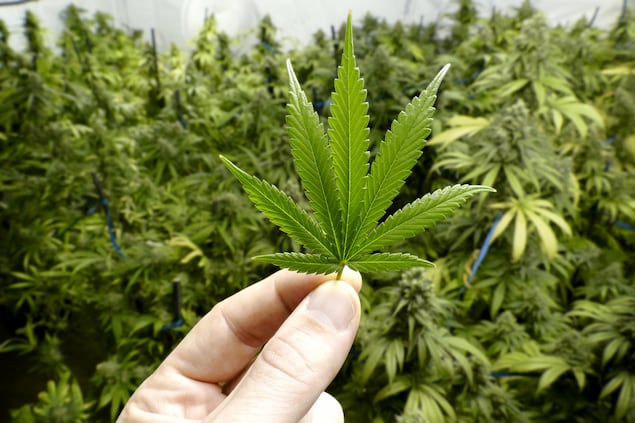 Une main tient une feuille de marijuana dans une serre où poussent des plants de cannabis.