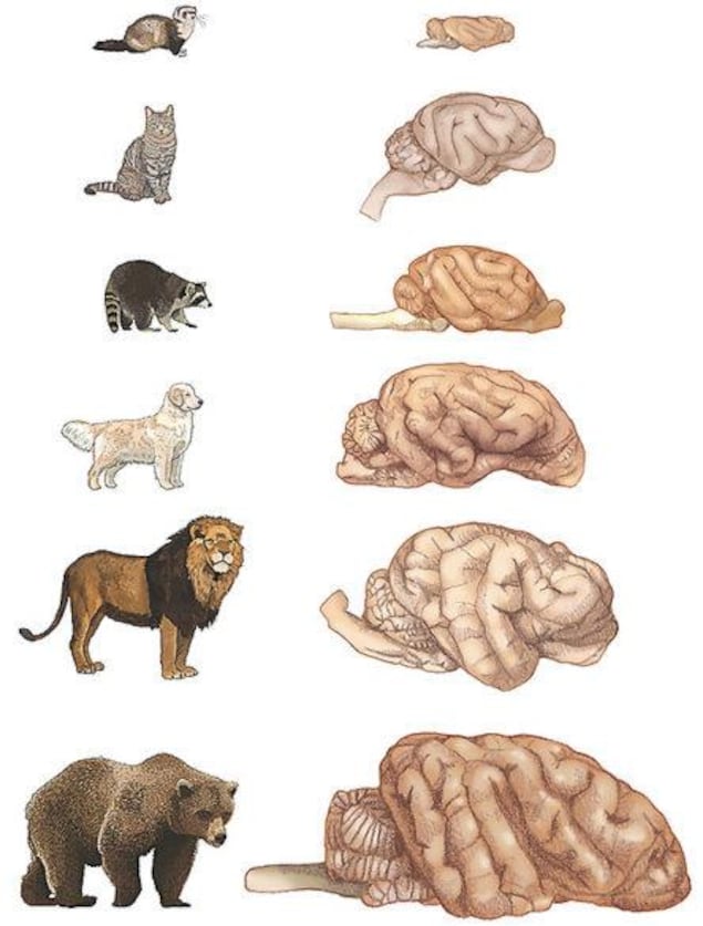 Représentation du cerveau de certains mammifères. Représentation du cerveau de certains mammifères.