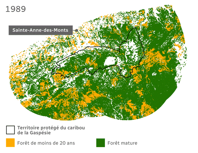 Une carte montrant l'évolution du couvert forestier dans le secteur du parc national de la Gaspésie et de l'habitat légal du caribou. Une carte montrant l'évolution du couvert forestier dans le secteur du parc national de la Gaspésie et de l'habitat légal du caribou.