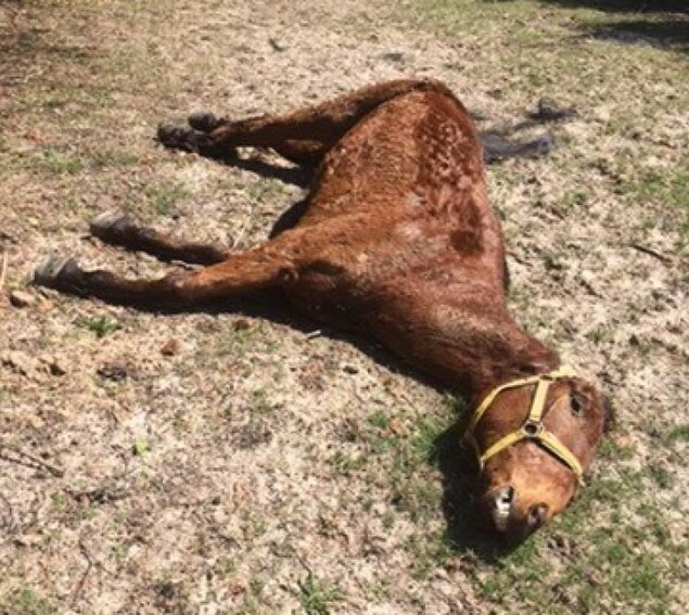 une cheval mort sur le sol une cheval mort sur le sol