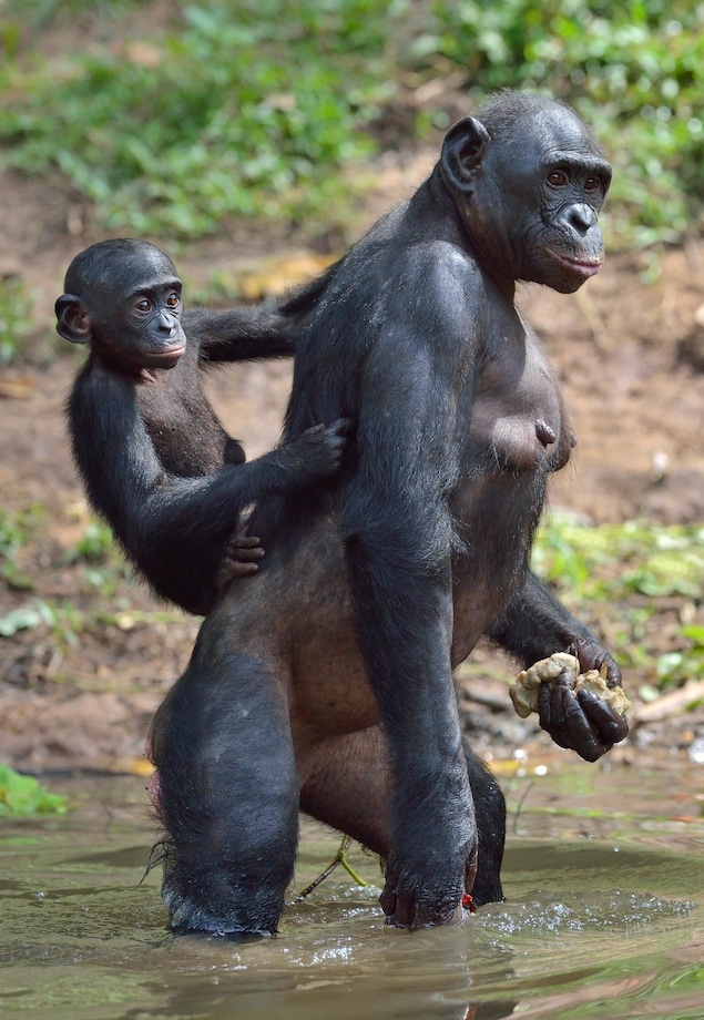 Une femelle bonobo transporte son petit sur son dos.