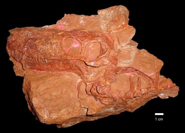 Le crâne fossilisé d'un Nochnitsa geminidens découvert en Russie. Le crâne fossilisé d'un Nochnitsa geminidens découvert en Russie.