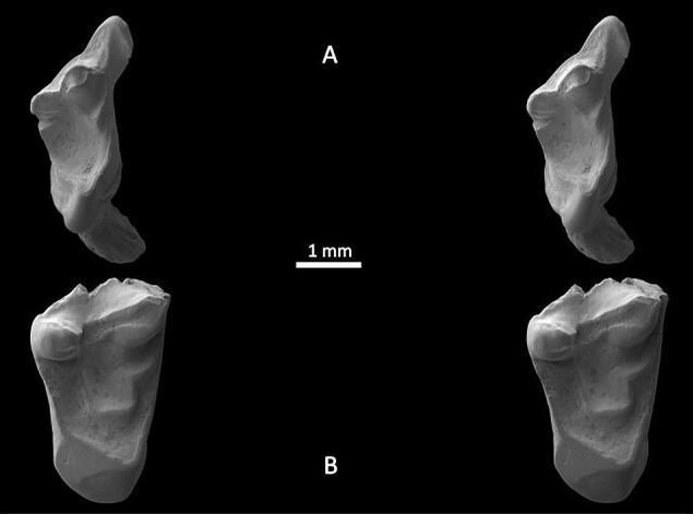 Les dents des espèces Durlstodon ensomi et Durlstotherium newmani. 