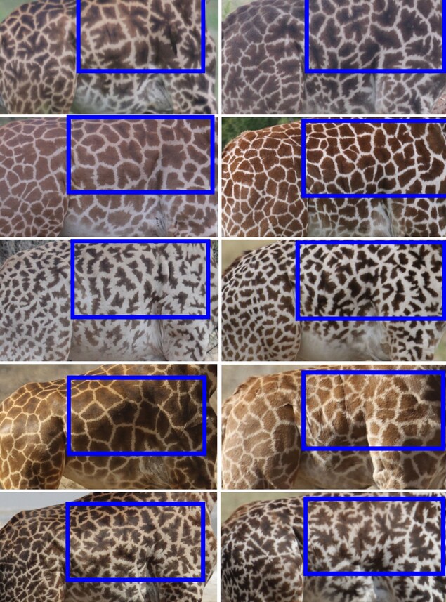 Photos montrant les taches similaires entre les mères et les jeunes girafes. Photos montrant les taches similaires entre les mères et les jeunes girafes.