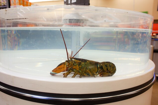 Un homard vivant dans un présentoir d'épicerie. Un homard vivant dans un présentoir d'épicerie.