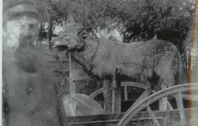 La légende du loup remonte à plusieurs décennies. La légende du loup remonte à plusieurs décennies.