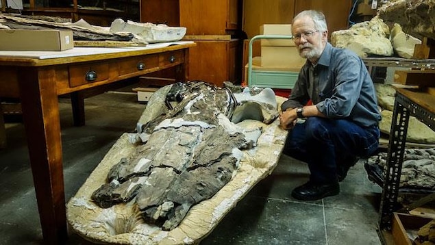 Le Pr Ewan Fordyce et le crâne d'un Llanocetus denticrenatus Le Pr Ewan Fordyce et le crâne d'un Llanocetus denticrenatus