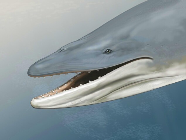 Représentation artistique de la tête d'un Llanocetus denticrenatus. Représentation artistique de la tête d'un Llanocetus denticrenatus.