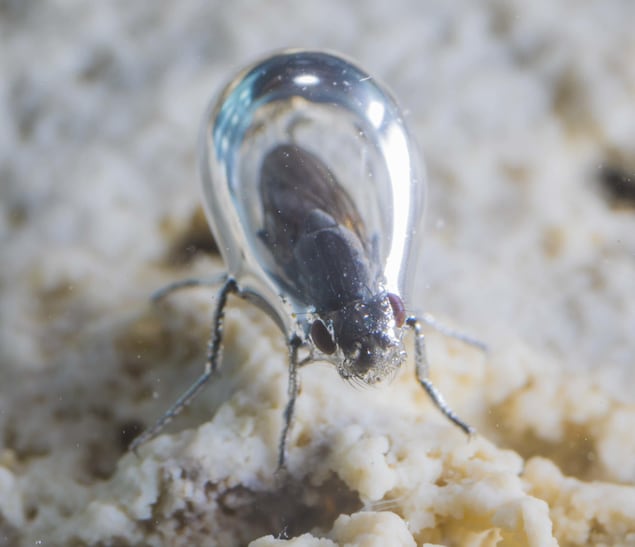 Une mouche Ephydra hians Une mouche Ephydra hians