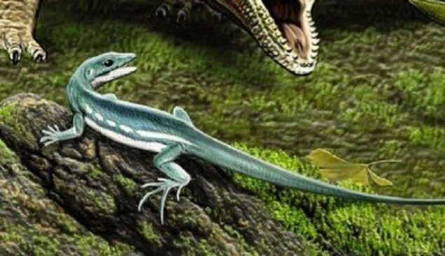 Obamadon gracilis Obamadon gracilis