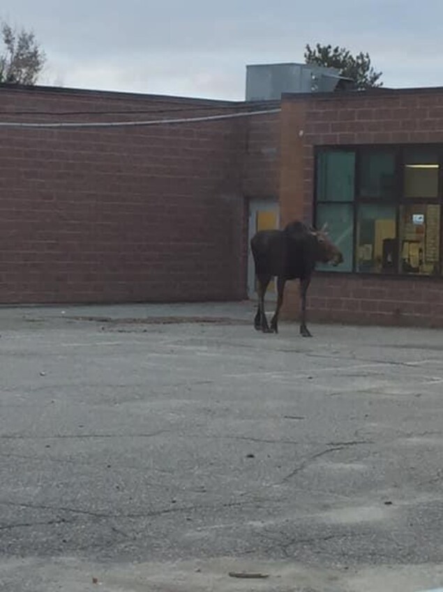 Un orignal devant une école Un orignal devant une école