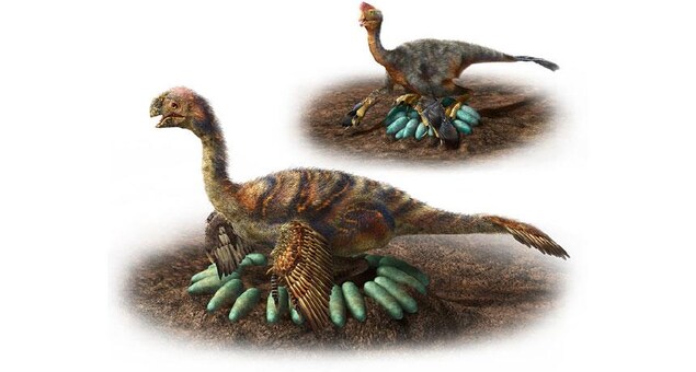 Représentation artistique du nid d'une petite espèce d'oviraptorosaure. Représentation artistique du nid d'une petite espèce d'oviraptorosaure.