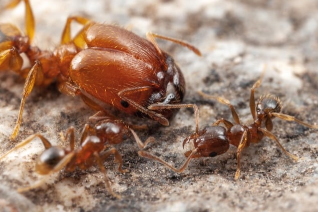 Une fourmi soldat et des ouvrières (les petites) du genre Pheidole. Une fourmi soldat et des ouvrières (les petites) du genre Pheidole.