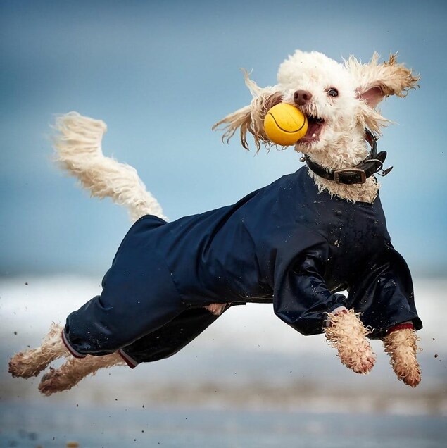 Un caniche attrape une balle au vol. Un caniche attrape une balle au vol.