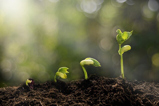 De jeunes plantes se développent au soleil. De jeunes plantes se développent au soleil.