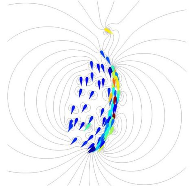 Simulation d'un banc de 100 poissons. Les lignes de courant sont tracées en gris et la couleur des poissons reflète leur vitesse (rouge pour les plus rapides et bleu pour les plus lents). Simulation d'un banc de 100 poissons. Les lignes de courant sont tracées en gris et la couleur des poissons reflète leur vitesse (rouge pour les plus rapides et bleu pour les plus lents).