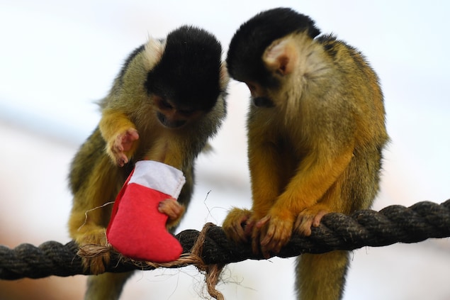 Des singes saïmiris Des singes saïmiris