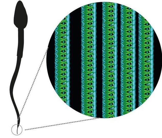 Une nanostructure a été observée dans la queue du spermatozoïde.