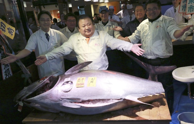 Un homme et un thon rouge de 212 kilos photographiés au marché de Tokyo. Un homme et un thon rouge de 212 kilos photographiés au marché de Tokyo.