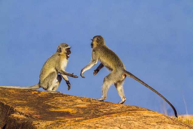 Combat entre deux singes vervets. Combat entre deux singes vervets.