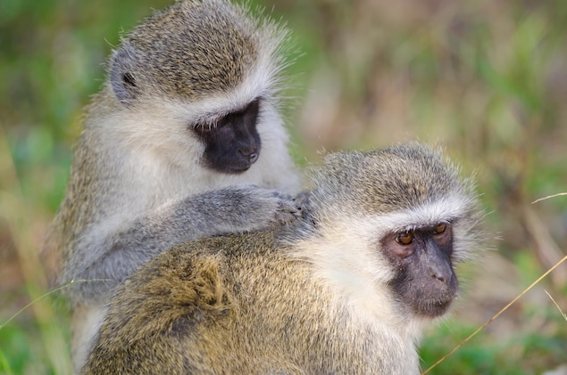 Deux singes vervets. Deux singes vervets.