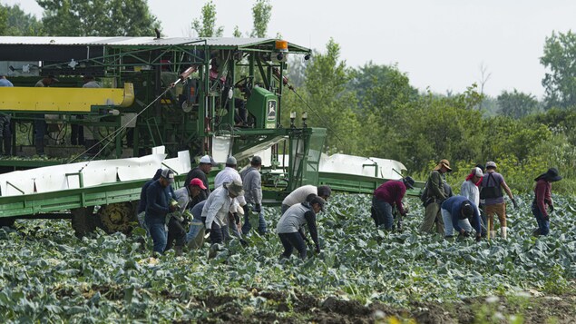 عمال أجانب مؤقتون يعملون في مزرعة في مدينة سان كونستان في مقاطعة كيبيك. 