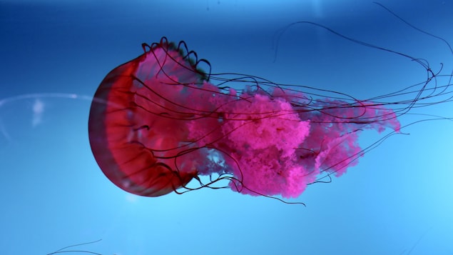 Une méduse