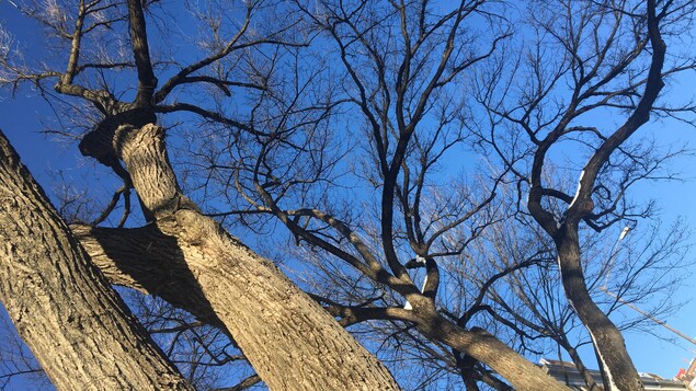 La station de tramway Saint-Charles-Garnier sacrifiée pour sauver des arbres?