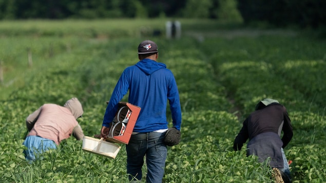 Trabajadores temporales extranjeros