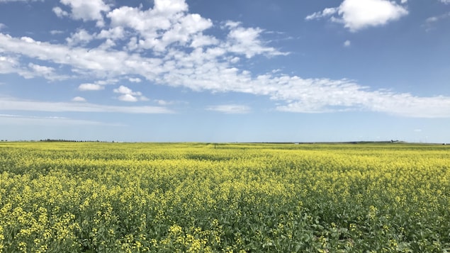 A canola crop used for making cooking oil is pictured near Fort Macleod, Alta., in 2011. The federal government says China has reinstated market access for two Canadian grain trading companies that have been prevented from exporting canola seed to China since March 2019.