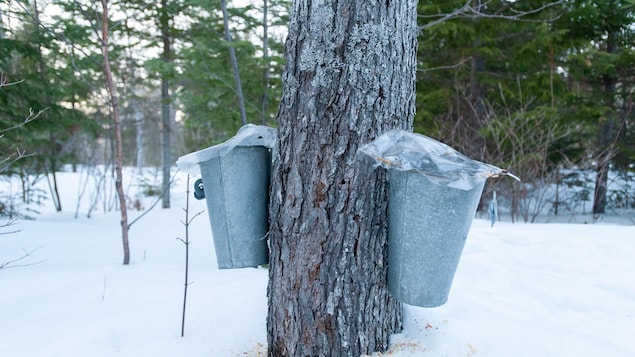 Deux chaudières autour d'un érable.
