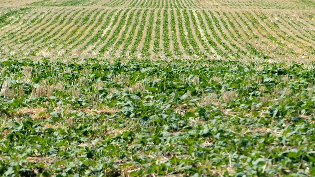 Un champ de canola à la fin juin en Saskatchewan lors d'une sécheresse.