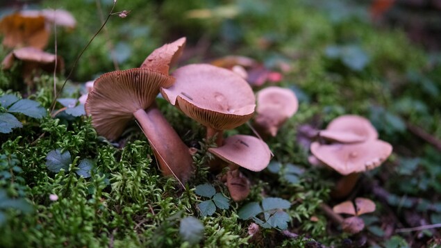 Des champignons sauvages en gros plan, sur un tapis de mousse, dehors en été.
